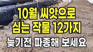 10월 씨앗으로 심는작물 12가지 늦기전 파종해 보세요.