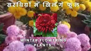 "Rainy season Care Tips  for Guldaudi  Plants#guldaudiflowers#TGMGardening Care Tips