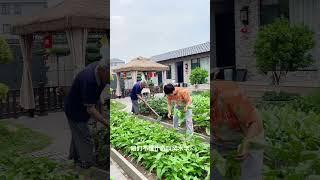 每天打理小院是我们退休后必做的事情，看着干净整洁的小院，心情美美滴#我的乡村生活 #农家小院 #我的退休生活