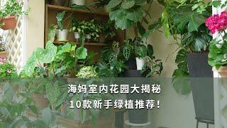 【海媽植物推薦51】海媽室內花園大揭秘，10款新手綠植推薦！|House Plants