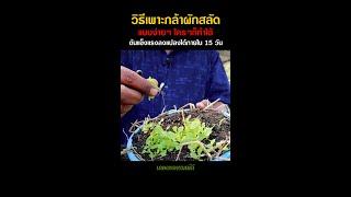 วิธีเพาะกล้าผักสลัดแบบง่ายๆ ต้นแข็งแรงลงแปลงได้ภายใน 15 วัน shorts #เกษตรอารมณ์ดี