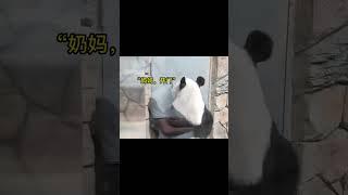 大熊猫新小野定时敲门要零食！ #panda #大熊猫 #animals