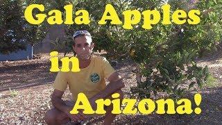 Growing Gala Apples in AZ