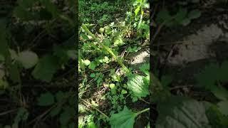 Мужской ЧАЙ! От ПРОСТАТИТА, АДЕНОМЫ и для Восстановления Сил!