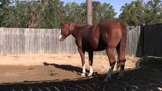 How To Rope A Dangerous Horse Preview