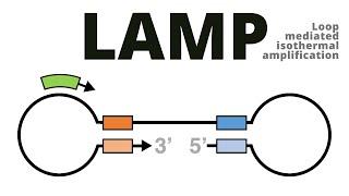 Loop mediated isothermal amplification (LAMP protocol explained)