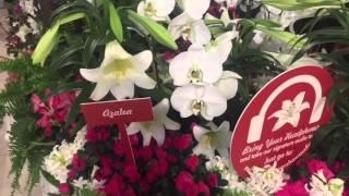 Выставка цветов в Macys MarselUSA Marsel USA March 25, 2016