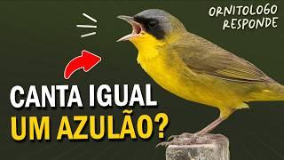 Qual é o PÁSSARO QUE CANTA igual um AZULÃO? E o bacurau mais raro? Ornitólogo Responde 45