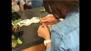 Chieri Kubota, PhD - Controlled Environment Production of Value-Added Crops and Transplants