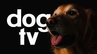 Dog TV - Exciting Video for Your Dog To Watch - 20 Hours of Petflix!