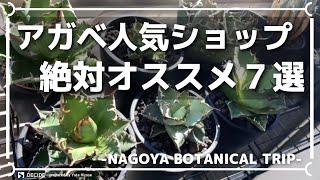 アガベショップの人気7選を紹介！初心者にもおすすめ！インスタ｜植物｜インテリア｜塊根植物｜biophilia_green