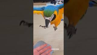 앵무새도 강아지처럼 공놀이 가능해요(?) #앵무새 #강아지