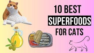 The 10 BEST superfoods for CATS, Boost the Health of your little tiger