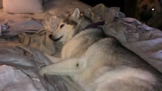 Stubborn Husky won't get out of bed