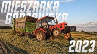 Zetor na dwa Koła!? Koszenie i Zbiór Mieszanki Gorzowskiej 2023 ZETOR 7011  GR-Stachurscy 