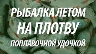 ЛОВЛЯ ПЛОТВЫ ЛЕТОМ НА ПОПЛАВОЧНУЮ УДОЧКУ