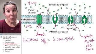 Transport 3- Facilitated diffusion