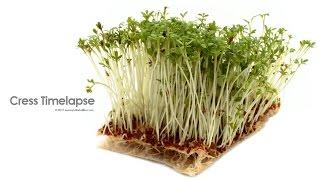 Growing Cress Timelapse