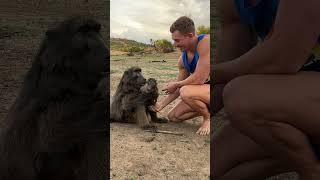 Cindy the baboon loves being mum to the baby warthogs  #animallover #rescueanimals #cuteanimals