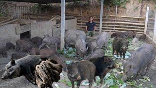 Jhony helps the sows breed, garden and grow more vegetables and fruits.