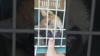 Rescued wolf cub gets angry! #wolf #animals #rescue