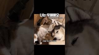 나는 무해해요 (허스키와 고양이) #husky #cat #부끄