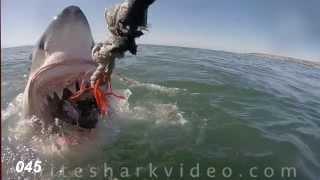 Shark Minutes: White Shark Tooth Exam