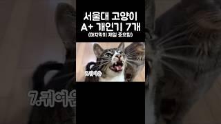 천재 고양이 개인기