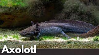 Axolotl - Ambystoma mexicanum | Liquid Nature Fisch/Molche Vorstellung