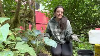 Planting a Blue Moon Hosta in the Moon Garden