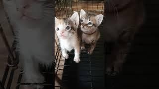 Smart Kitten ! #cat #shortvideo #ytreels #trending #youtubeshorts #viralvideo @arlenelangga3511