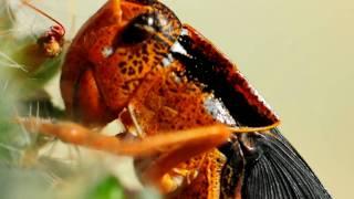 Grasshopper Eats Cactus. Nikon D90 Video with Lester A. Dine.