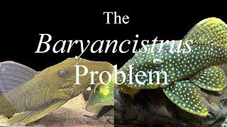 The Fussy Pleco's ~ Feeding Baryancistrus (Gold Nugget & Mangnum Plecos)