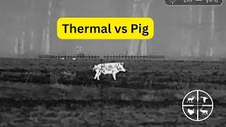 Thermal Hog Hunting