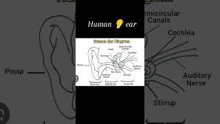human ear _structure / ear anatomy and physiology / ear structure/hearing function of ear #anatomy