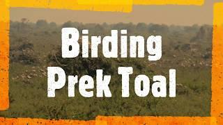 Birding Prek Toal Bird Sanctuary on Tonle Sap Lake in Cambodia