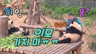 에버랜드 판다월드 들어가는 오바오 이모 필사적으로 잡으려는 루이바오! 바닥먹방에 심취한 후이바오! Baby Panda & Zookeeper