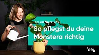 Monstera richtig pflegen – der komplette Guide | feey 