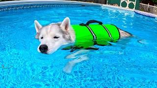 My Senior Husky Uses the Swimming Pool as Therapy!  Husky Pool Party!