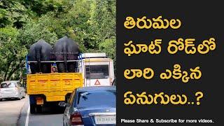 Tirumala Sri Venkateswara Swamy Brahmotsavam Elephants on Tirumala Ghat Road