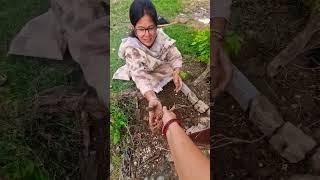 #how to grow Tulsi seed #ytshort #youtube #viral #