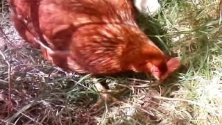 Gallin'Uccia e i suoi pulcini. Prende il pane dalle mani e lo spezza per i suoi pulcini.