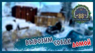 Регион 88 | Вывозим собак домой