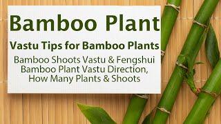 Vastu Tips for Bamboo Plants, Bamboo Plant, Bamboo Shoots Vastu Fengshui Best Bamboo Plant Direction