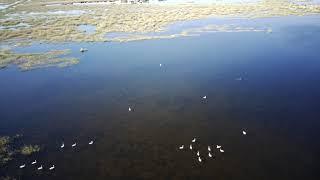 Лебеди в Темиртау.  3 часть 4k Temirtau Swans Kazakhstan Музыка Anno Domini Beats Contrast #AirLife