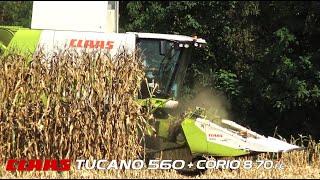 Claas Tucano 560 + Corio Conspeed 8.70FC mietitura mais / maize harvest -AgriNulli-