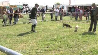 Beagle Judging -What are the Judges Looking for?