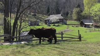 One Day in the Mountain Life. Family Traditions and Simple Happiness