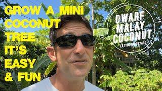 Why You Should Grow an AMAZING Dwarf Coconut Tree TODAY! @EatYourBackyard