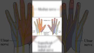 Median nerve,Ulnar nerve, Superficial branch of Radial nerve #anatomy #medical #mbbs @medicoshots